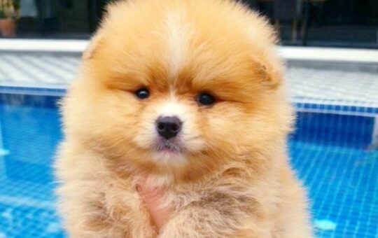 #ขายหมาภูเก็ต#ขายปอมภูเก็ต#ฟาร์มปอมภูเก็ต#pom5G#dog5G#ฟาร์มหมาภูเก็ต#Puppy#ขายชิวาว่าภูเก็ต#ปอมเมอร์เรเนียน ภูเก็ต pomeranian phuket