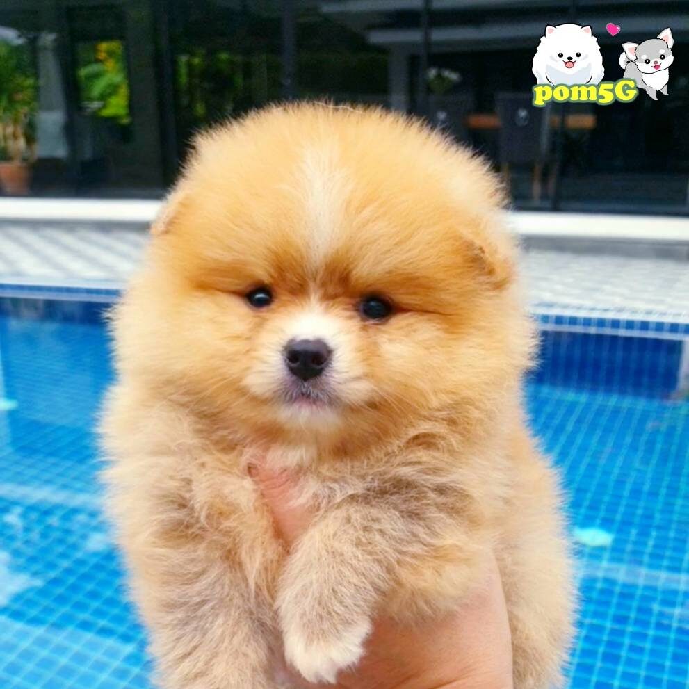 #ขายหมาภูเก็ต#ขายปอมภูเก็ต#ฟาร์มปอมภูเก็ต#pom5G#dog5G#ฟาร์มหมาภูเก็ต#Puppy#ขายชิวาว่าภูเก็ต#ปอมเมอร์เรเนียน ภูเก็ต pomeranian phuket