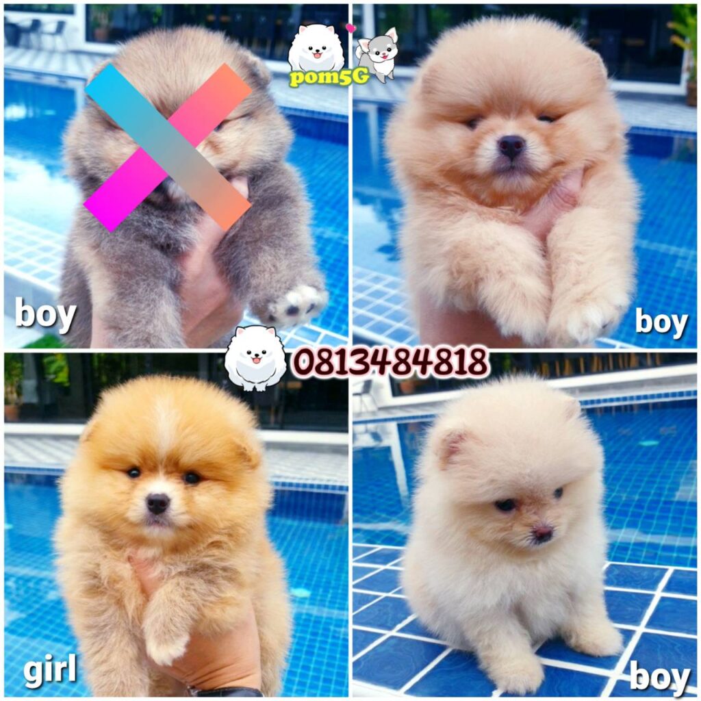 #ขายหมาภูเก็ต#ขายปอมภูเก็ต#ฟาร์มปอมภูเก็ต#pom5G#dog5G#ฟาร์มหมาภูเก็ต#Puppy#ขายชิวาว่าภูเก็ต#ปอมเมอร์เรเนียน ภูเก็ต pomeranian phuket