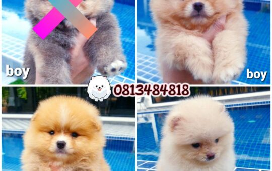#ขายหมาภูเก็ต#ขายปอมภูเก็ต#ฟาร์มปอมภูเก็ต#pom5G#dog5G#ฟาร์มหมาภูเก็ต#Puppy#ขายชิวาว่าภูเก็ต#ปอมเมอร์เรเนียน ภูเก็ต pomeranian phuket