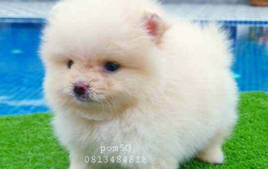 ขายหมาภูเก็ต,ขายสุนัขภูเก็ต,pom5g,dog5g,ขายปอมภูเก็ต,ขายหมาดอทคอม,พอเมอเรเนียน,ขายพอเมอเรเนียน,ฟาร์มพอเมอเรเนียน,ปอม,ยอร์คเชียร์,ชิวาว่า,หน้าหมี,ทีคัพ,teacup,ปอมเมอเรเนียน,Pomeranian phuket,ฟาร์มปอม,ฟาร์มสุนัขภูเก็ต,ฟาร์มชิวาว่า,คอกสุนัขภูเก็ต,ฟาร์มแมวภูเก็ต,Dog farm,Dog farm phuket,มอลทีส,Maltese,Siberian husky,ไซบีเรียนฮัสกี,แมวเปอร์เชียร์,Persian cat,ลาบราดอร์,Labrador Retriever,dog5G,แมวขาว,ชิสุห์,Shih Tzu,Golden retriever,Yorkshire,ยอร์คเชียร์,Siberian,ปอมหน้าหมีทีคัพ,Chihuahua,ไซบีเรียนฮัสกี,ปอมภูเก็ต,dogcatsale,ชิวาว่าภูเก็ต