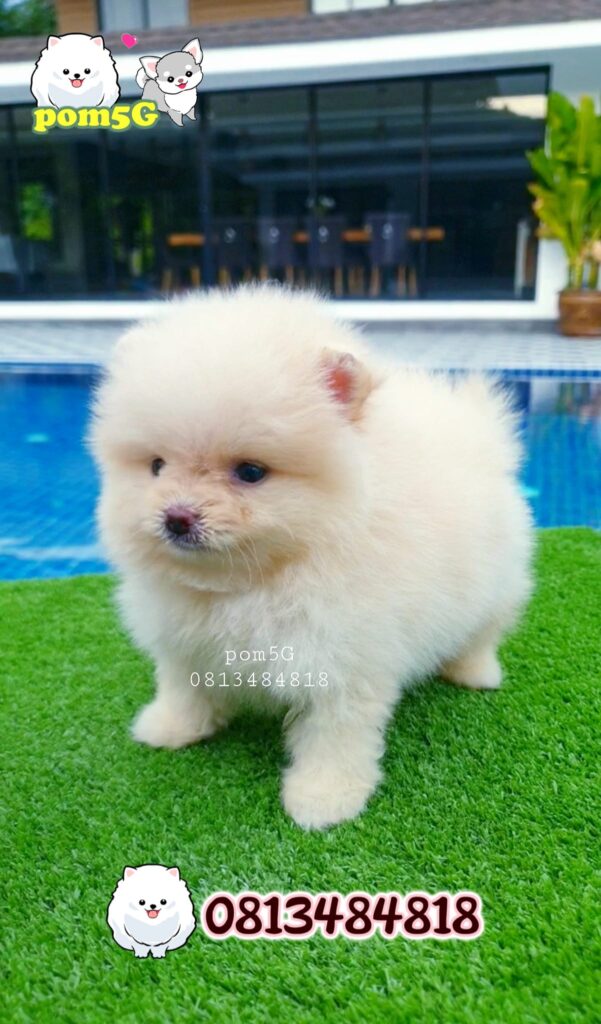 ขายหมาภูเก็ต,ขายสุนัขภูเก็ต,pom5g,dog5g,ขายปอมภูเก็ต,พอเมอเรเนียน,ขายพอเมอเรเนียน,ฟาร์มพอเมอเรเนียน,ปอม,ยอร์คเชียร์,ชิวาว่า,หน้าหมี,ทีคัพ,teacup,ปอมเมอเรเนียน,Pomeranian phuket,ฟาร์มปอม,ฟาร์มสุนัขภูเก็ต,ฟาร์มชิวาว่า,คอกสุนัขภูเก็ต,ฟาร์มแมวภูเก็ต,Dog farm,Dog farm phuket,มอลทีส,Maltese,Siberian husky,ไซบีเรียนฮัสกี,แมวเปอร์เชียร์,Persian cat,ลาบราดอร์,Labrador Retriever,dog5G,แมวขาว,ชิสุห์,Shih Tzu,Golden retriever,Yorkshire,ยอร์คเชียร์,Siberian,ปอมหน้าหมีทีคัพ,Chihuahua,ไซบีเรียนฮัสกี,ปอมภูเก็ต,dogcatsale,ชิวาว่าภูเก็ต