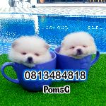 ขายหมาภูเก็ต,ขายสุนัขภูเก็ต,pom5g,dog5g,ขายปอมภูเก็ต,ขายหมาดอทคอม,พอเมอเรเนียน,ขายพอเมอเรเนียน,ฟาร์มพอเมอเรเนียน,ปอม,ยอร์คเชียร์,ชิวาว่า,หน้าหมี,ทีคัพ,teacup,ปอมเมอเรเนียน,Pomeranian phuket,ฟาร์มปอม,ฟาร์มสุนัขภูเก็ต,ฟาร์มชิวาว่า,คอกสุนัขภูเก็ต,ฟาร์มแมวภูเก็ต,Dog farm,Dog farm phuket,มอลทีส,Maltese,Siberian husky,ไซบีเรียนฮัสกี,แมวเปอร์เชียร์,Persian cat,ลาบราดอร์,Labrador Retriever,dog5G,แมวขาว,ชิสุห์,Shih Tzu,Golden retriever,Yorkshire,ยอร์คเชียร์,Siberian,ปอมหน้าหมีทีคัพ,Chihuahua,ไซบีเรียนฮัสกี,ปอมภูเก็ต,dogcatsale,ชิวาว่าภูเก็ต