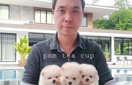 #ขายหมาภูเก็ต#ขายปอมภูเก็ต#ฟาร์มปอมภูเก็ต#pom5G#dog5G#ฟาร์มหมาภูเก็ต#Puppy#ขายชิวาว่าภูเก็ต#ปอมเมอร์เรเนียน ภูเก็ต pomeranian phuket