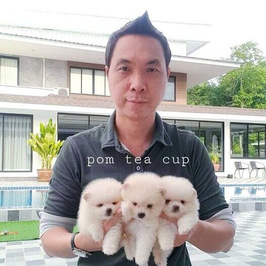 #ขายหมาภูเก็ต#ขายปอมภูเก็ต#ฟาร์มปอมภูเก็ต#pom5G#dog5G#ฟาร์มหมาภูเก็ต#Puppy#ขายชิวาว่าภูเก็ต#ปอมเมอร์เรเนียน ภูเก็ต pomeranian phuket