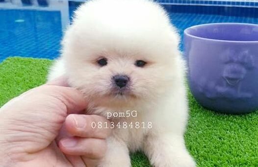 ขายหมาภูเก็ต,ขายสุนัขภูเก็ต,pom5g,dog5g,ขายปอมภูเก็ต,ขายหมาดอทคอม,พอเมอเรเนียน,ขายพอเมอเรเนียน,ฟาร์มพอเมอเรเนียน,ปอม,ยอร์คเชียร์,ชิวาว่า,หน้าหมี,ทีคัพ,teacup,ปอมเมอเรเนียน,Pomeranian phuket,ฟาร์มปอม,ฟาร์มสุนัขภูเก็ต,ฟาร์มชิวาว่า,คอกสุนัขภูเก็ต,ฟาร์มแมวภูเก็ต,Dog farm,Dog farm phuket,มอลทีส,Maltese,Siberian husky,ไซบีเรียนฮัสกี,แมวเปอร์เชียร์,Persian cat,ลาบราดอร์,Labrador Retriever,dog5G,แมวขาว,ชิสุห์,Shih Tzu,Golden retriever,Yorkshire,ยอร์คเชียร์,Siberian,ปอมหน้าหมีทีคัพ,Chihuahua,ไซบีเรียนฮัสกี,ปอมภูเก็ต,dogcatsale,ชิวาว่าภูเก็ต