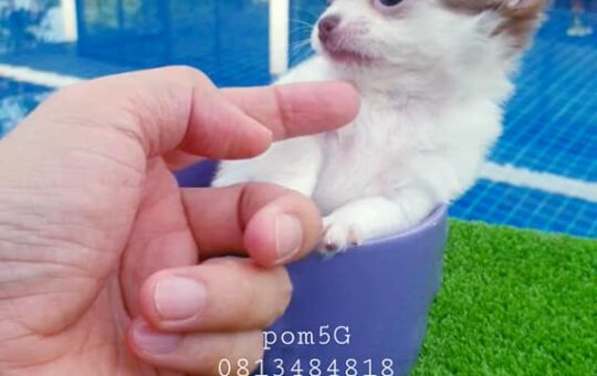 ขายหมาภูเก็ต,ขายสุนัขภูเก็ต,pom5g,dog5g,ขายปอมภูเก็ต,ขายหมาดอทคอม,พอเมอเรเนียน,ขายพอเมอเรเนียน,ฟาร์มพอเมอเรเนียน,ปอม,ยอร์คเชียร์,ชิวาว่า,หน้าหมี,ทีคัพ,teacup,ปอมเมอเรเนียน,Pomeranian phuket,ฟาร์มปอม,ฟาร์มสุนัขภูเก็ต,ฟาร์มชิวาว่า,คอกสุนัขภูเก็ต,ฟาร์มแมวภูเก็ต,Dog farm,Dog farm phuket,มอลทีส,Maltese,Siberian husky,ไซบีเรียนฮัสกี,แมวเปอร์เชียร์,Persian cat,ลาบราดอร์,Labrador Retriever,dog5G,แมวขาว,ชิสุห์,Shih Tzu,Golden retriever,Yorkshire,ยอร์คเชียร์,Siberian,ปอมหน้าหมีทีคัพ,Chihuahua,ไซบีเรียนฮัสกี,ปอมภูเก็ต,dogcatsale,ชิวาว่าภูเก็ต
