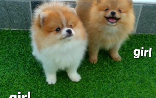 ขายหมาภูเก็ต,ขายสุนัขภูเก็ต,pom5g,dog5g,ขายปอมภูเก็ต,ขายหมาดอทคอม,พอเมอเรเนียน,ขายพอเมอเรเนียน,ฟาร์มพอเมอเรเนียน,ปอม,ยอร์คเชียร์,ชิวาว่า,หน้าหมี,ทีคัพ,teacup,ปอมเมอเรเนียน,Pomeranian phuket,ฟาร์มปอม,ฟาร์มสุนัขภูเก็ต,ฟาร์มชิวาว่า,คอกสุนัขภูเก็ต,ฟาร์มแมวภูเก็ต,Dog farm,Dog farm phuket,มอลทีส,Maltese,Siberian husky,ไซบีเรียนฮัสกี,แมวเปอร์เชียร์,Persian cat,ลาบราดอร์,Labrador Retriever,dog5G,แมวขาว,ชิสุห์,Shih Tzu,Golden retriever,Yorkshire,ยอร์คเชียร์,Siberian,ปอมหน้าหมีทีคัพ,Chihuahua,ไซบีเรียนฮัสกี,ปอมภูเก็ต,dogcatsale,ชิวาว่าภูเก็ต