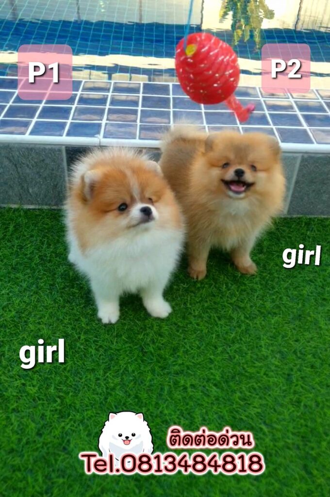 ขายหมาภูเก็ต,ขายสุนัขภูเก็ต,pom5g,dog5g,ขายปอมภูเก็ต,พอเมอเรเนียน,ขายพอเมอเรเนียน,ฟาร์มพอเมอเรเนียน,ปอม,ยอร์คเชียร์,ชิวาว่า,หน้าหมี,ทีคัพ,teacup,ปอมเมอเรเนียน,Pomeranian phuket,ฟาร์มปอม,ฟาร์มสุนัขภูเก็ต,ฟาร์มชิวาว่า,คอกสุนัขภูเก็ต,ฟาร์มแมวภูเก็ต,Dog farm,Dog farm phuket,มอลทีส,Maltese,Siberian husky,ไซบีเรียนฮัสกี,แมวเปอร์เชียร์,Persian cat,ลาบราดอร์,Labrador Retriever,dog5G,แมวขาว,ชิสุห์,Shih Tzu,Golden retriever,Yorkshire,ยอร์คเชียร์,Siberian,ปอมหน้าหมีทีคัพ,Chihuahua,ไซบีเรียนฮัสกี,ปอมภูเก็ต,dogcatsale,ชิวาว่าภูเก็ต