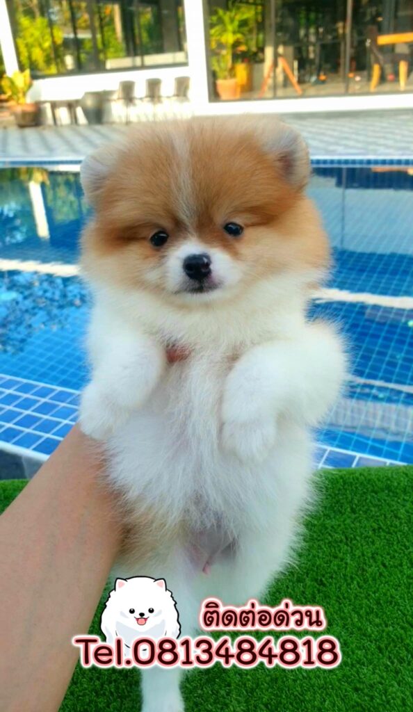ขายหมาภูเก็ต,ขายสุนัขภูเก็ต,pom5g,dog5g,ขายปอมภูเก็ต,พอเมอเรเนียน,ขายพอเมอเรเนียน,ฟาร์มพอเมอเรเนียน,ปอม,ยอร์คเชียร์,ชิวาว่า,หน้าหมี,ทีคัพ,teacup,ปอมเมอเรเนียน,Pomeranian phuket,ฟาร์มปอม,ฟาร์มสุนัขภูเก็ต,ฟาร์มชิวาว่า,คอกสุนัขภูเก็ต,ฟาร์มแมวภูเก็ต,Dog farm,Dog farm phuket,มอลทีส,Maltese,Siberian husky,ไซบีเรียนฮัสกี,แมวเปอร์เชียร์,Persian cat,ลาบราดอร์,Labrador Retriever,dog5G,แมวขาว,ชิสุห์,Shih Tzu,Golden retriever,Yorkshire,ยอร์คเชียร์,Siberian,ปอมหน้าหมีทีคัพ,Chihuahua,ไซบีเรียนฮัสกี,ปอมภูเก็ต,dogcatsale,ชิวาว่าภูเก็ต