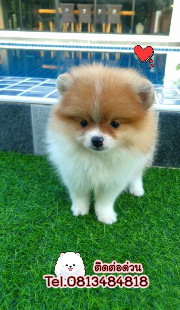 ขายหมาภูเก็ต,ขายสุนัขภูเก็ต,pom5g,dog5g,ขายปอมภูเก็ต,พอเมอเรเนียน,ขายพอเมอเรเนียน,ฟาร์มพอเมอเรเนียน,ปอม,ยอร์คเชียร์,ชิวาว่า,หน้าหมี,ทีคัพ,teacup,ปอมเมอเรเนียน,Pomeranian phuket,ฟาร์มปอม,ฟาร์มสุนัขภูเก็ต,ฟาร์มชิวาว่า,คอกสุนัขภูเก็ต,ฟาร์มแมวภูเก็ต,Dog farm,Dog farm phuket,มอลทีส,Maltese,Siberian husky,ไซบีเรียนฮัสกี,แมวเปอร์เชียร์,Persian cat,ลาบราดอร์,Labrador Retriever,dog5G,แมวขาว,ชิสุห์,Shih Tzu,Golden retriever,Yorkshire,ยอร์คเชียร์,Siberian,ปอมหน้าหมีทีคัพ,Chihuahua,ไซบีเรียนฮัสกี,ปอมภูเก็ต,dogcatsale,ชิวาว่าภูเก็ต
