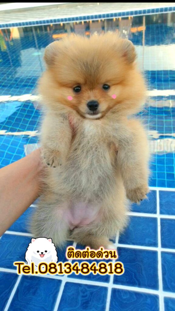 ขายหมาภูเก็ต,ขายสุนัขภูเก็ต,pom5g,dog5g,ขายปอมภูเก็ต,พอเมอเรเนียน,ขายพอเมอเรเนียน,ฟาร์มพอเมอเรเนียน,ปอม,ยอร์คเชียร์,ชิวาว่า,หน้าหมี,ทีคัพ,teacup,ปอมเมอเรเนียน,Pomeranian phuket,ฟาร์มปอม,ฟาร์มสุนัขภูเก็ต,ฟาร์มชิวาว่า,คอกสุนัขภูเก็ต,ฟาร์มแมวภูเก็ต,Dog farm,Dog farm phuket,มอลทีส,Maltese,Siberian husky,ไซบีเรียนฮัสกี,แมวเปอร์เชียร์,Persian cat,ลาบราดอร์,Labrador Retriever,dog5G,แมวขาว,ชิสุห์,Shih Tzu,Golden retriever,Yorkshire,ยอร์คเชียร์,Siberian,ปอมหน้าหมีทีคัพ,Chihuahua,ไซบีเรียนฮัสกี,ปอมภูเก็ต,dogcatsale,ชิวาว่าภูเก็ต