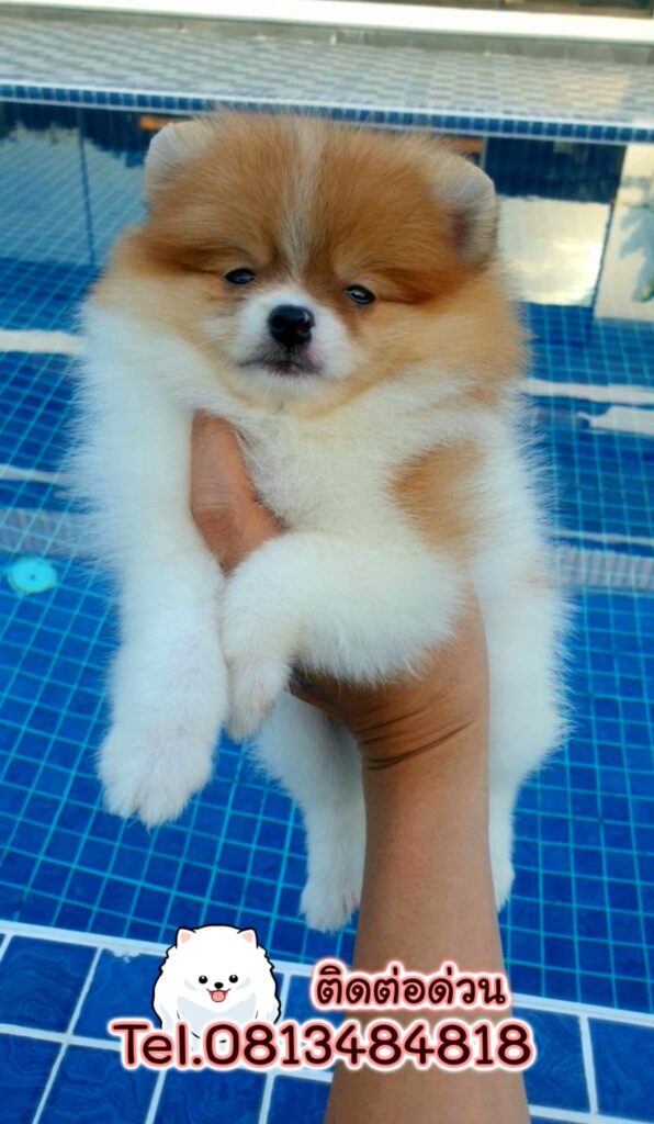 ขายหมาภูเก็ต,ขายสุนัขภูเก็ต,pom5g,dog5g,ขายปอมภูเก็ต,พอเมอเรเนียน,ขายพอเมอเรเนียน,ฟาร์มพอเมอเรเนียน,ปอม,ยอร์คเชียร์,ชิวาว่า,หน้าหมี,ทีคัพ,teacup,ปอมเมอเรเนียน,Pomeranian phuket,ฟาร์มปอม,ฟาร์มสุนัขภูเก็ต,ฟาร์มชิวาว่า,คอกสุนัขภูเก็ต,ฟาร์มแมวภูเก็ต,Dog farm,Dog farm phuket,มอลทีส,Maltese,Siberian husky,ไซบีเรียนฮัสกี,แมวเปอร์เชียร์,Persian cat,ลาบราดอร์,Labrador Retriever,dog5G,แมวขาว,ชิสุห์,Shih Tzu,Golden retriever,Yorkshire,ยอร์คเชียร์,Siberian,ปอมหน้าหมีทีคัพ,Chihuahua,ไซบีเรียนฮัสกี,ปอมภูเก็ต,dogcatsale,ชิวาว่าภูเก็ต