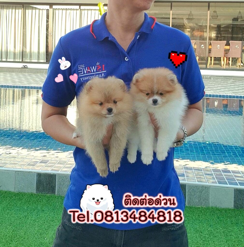 ขายหมาภูเก็ต,ขายสุนัขภูเก็ต,pom5g,dog5g,ขายปอมภูเก็ต,พอเมอเรเนียน,ขายพอเมอเรเนียน,ฟาร์มพอเมอเรเนียน,ปอม,ยอร์คเชียร์,ชิวาว่า,หน้าหมี,ทีคัพ,teacup,ปอมเมอเรเนียน,Pomeranian phuket,ฟาร์มปอม,ฟาร์มสุนัขภูเก็ต,ฟาร์มชิวาว่า,คอกสุนัขภูเก็ต,ฟาร์มแมวภูเก็ต,Dog farm,Dog farm phuket,มอลทีส,Maltese,Siberian husky,ไซบีเรียนฮัสกี,แมวเปอร์เชียร์,Persian cat,ลาบราดอร์,Labrador Retriever,dog5G,แมวขาว,ชิสุห์,Shih Tzu,Golden retriever,Yorkshire,ยอร์คเชียร์,Siberian,ปอมหน้าหมีทีคัพ,Chihuahua,ไซบีเรียนฮัสกี,ปอมภูเก็ต,dogcatsale,ชิวาว่าภูเก็ต