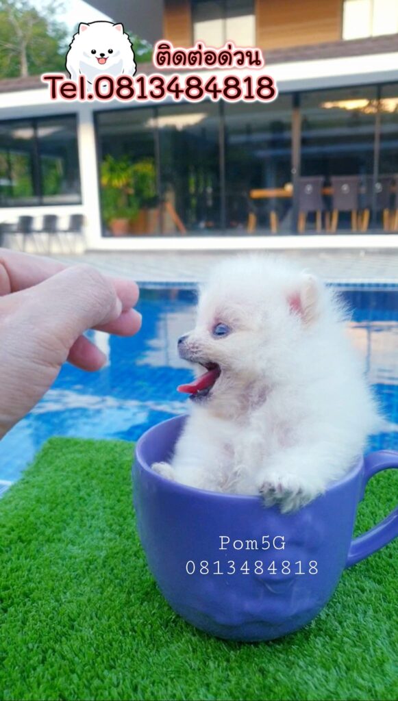 ขายหมาภูเก็ต,ขายสุนัขภูเก็ต,pom5g,dog5g,ขายปอมภูเก็ต,พอเมอเรเนียน,ขายพอเมอเรเนียน,ฟาร์มพอเมอเรเนียน,ปอม,ยอร์คเชียร์,ชิวาว่า,หน้าหมี,ทีคัพ,teacup,ปอมเมอเรเนียน,Pomeranian phuket,ฟาร์มปอม,ฟาร์มสุนัขภูเก็ต,ฟาร์มชิวาว่า,คอกสุนัขภูเก็ต,ฟาร์มแมวภูเก็ต,Dog farm,Dog farm phuket,มอลทีส,Maltese,Siberian husky,ไซบีเรียนฮัสกี,แมวเปอร์เชียร์,Persian cat,ลาบราดอร์,Labrador Retriever,dog5G,แมวขาว,ชิสุห์,Shih Tzu,Golden retriever,Yorkshire,ยอร์คเชียร์,Siberian,ปอมหน้าหมีทีคัพ,Chihuahua,ไซบีเรียนฮัสกี,ปอมภูเก็ต,dogcatsale,ชิวาว่าภูเก็ต