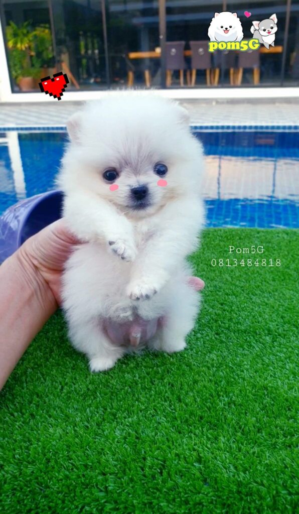 ขายหมาภูเก็ต,ขายสุนัขภูเก็ต,pom5g,dog5g,ขายปอมภูเก็ต,พอเมอเรเนียน,ขายพอเมอเรเนียน,ฟาร์มพอเมอเรเนียน,ปอม,ยอร์คเชียร์,ชิวาว่า,หน้าหมี,ทีคัพ,teacup,ปอมเมอเรเนียน,Pomeranian phuket,ฟาร์มปอม,ฟาร์มสุนัขภูเก็ต,ฟาร์มชิวาว่า,คอกสุนัขภูเก็ต,ฟาร์มแมวภูเก็ต,Dog farm,Dog farm phuket,มอลทีส,Maltese,Siberian husky,ไซบีเรียนฮัสกี,แมวเปอร์เชียร์,Persian cat,ลาบราดอร์,Labrador Retriever,dog5G,แมวขาว,ชิสุห์,Shih Tzu,Golden retriever,Yorkshire,ยอร์คเชียร์,Siberian,ปอมหน้าหมีทีคัพ,Chihuahua,ไซบีเรียนฮัสกี,ปอมภูเก็ต,dogcatsale,ชิวาว่าภูเก็ต