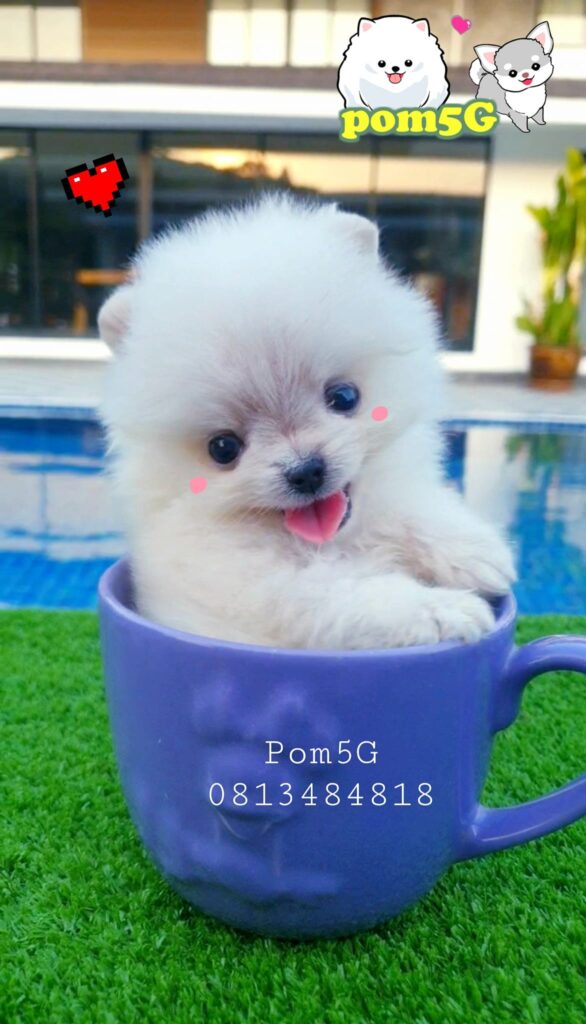 ขายหมาภูเก็ต,ขายสุนัขภูเก็ต,pom5g,dog5g,ขายปอมภูเก็ต,พอเมอเรเนียน,ขายพอเมอเรเนียน,ฟาร์มพอเมอเรเนียน,ปอม,ยอร์คเชียร์,ชิวาว่า,หน้าหมี,ทีคัพ,teacup,ปอมเมอเรเนียน,Pomeranian phuket,ฟาร์มปอม,ฟาร์มสุนัขภูเก็ต,ฟาร์มชิวาว่า,คอกสุนัขภูเก็ต,ฟาร์มแมวภูเก็ต,Dog farm,Dog farm phuket,มอลทีส,Maltese,Siberian husky,ไซบีเรียนฮัสกี,แมวเปอร์เชียร์,Persian cat,ลาบราดอร์,Labrador Retriever,dog5G,แมวขาว,ชิสุห์,Shih Tzu,Golden retriever,Yorkshire,ยอร์คเชียร์,Siberian,ปอมหน้าหมีทีคัพ,Chihuahua,ไซบีเรียนฮัสกี,ปอมภูเก็ต,dogcatsale,ชิวาว่าภูเก็ต