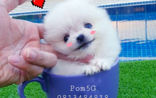 ขายหมาภูเก็ต,ขายปอมภูเก็ต,ปอมหน้าหมีทีคัพ,pomeranian phuket,บ้านปอมภูเก็ต,ขายหมาดอทคอม,ปอมขาวสำลีทีคัพ,ปอมขาวสำลีTcup,ขายหมา.com,pom5G,dog5G,พอเมอเรเนียน,ปอมเมอเรเนียนภูเก็ต,ยอร์คเชียร์ภูเก็ต,ยอร์คเชียร์เทอร์เรียภูเก็ต,เชียร์เทอร์เรีย,หมาปอมภูเก็ต,ชิวาว่า,บ้านชิวาว่ามชิวาว่าภูเก็ต,Chiwawa phuket,Chiwawa,ยอร์คเชียร์บีเว่อร์,Yorkshire,SupermeEbonyBlack,บีเวอร์ยอร์คเชียร์,บีเวอร์ เทอร์เรีย,Biewer Terrier,Biewer Yorkshire