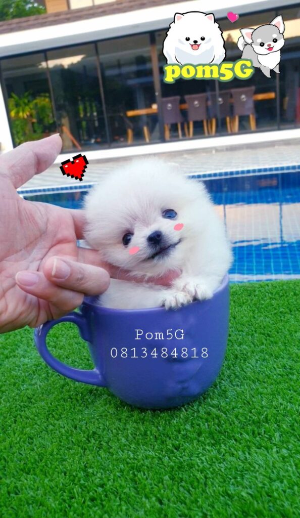 ขายหมาภูเก็ต,ขายสุนัขภูเก็ต,pom5g,dog5g,ขายปอมภูเก็ต,พอเมอเรเนียน,ขายพอเมอเรเนียน,ฟาร์มพอเมอเรเนียน,ปอม,ยอร์คเชียร์,ชิวาว่า,หน้าหมี,ทีคัพ,teacup,ปอมเมอเรเนียน,Pomeranian phuket,ฟาร์มปอม,ฟาร์มสุนัขภูเก็ต,ฟาร์มชิวาว่า,คอกสุนัขภูเก็ต,ฟาร์มแมวภูเก็ต,Dog farm,Dog farm phuket,มอลทีส,Maltese,Siberian husky,ไซบีเรียนฮัสกี,แมวเปอร์เชียร์,Persian cat,ลาบราดอร์,Labrador Retriever,dog5G,แมวขาว,ชิสุห์,Shih Tzu,Golden retriever,Yorkshire,ยอร์คเชียร์,Siberian,ปอมหน้าหมีทีคัพ,Chihuahua,ไซบีเรียนฮัสกี,ปอมภูเก็ต,dogcatsale,ชิวาว่าภูเก็ต