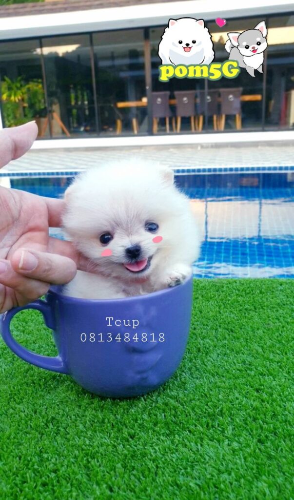 ขายหมาภูเก็ต,ขายสุนัขภูเก็ต,pom5g,dog5g,ขายปอมภูเก็ต,พอเมอเรเนียน,ขายพอเมอเรเนียน,ฟาร์มพอเมอเรเนียน,ปอม,ยอร์คเชียร์,ชิวาว่า,หน้าหมี,ทีคัพ,teacup,ปอมเมอเรเนียน,Pomeranian phuket,ฟาร์มปอม,ฟาร์มสุนัขภูเก็ต,ฟาร์มชิวาว่า,คอกสุนัขภูเก็ต,ฟาร์มแมวภูเก็ต,Dog farm,Dog farm phuket,มอลทีส,Maltese,Siberian husky,ไซบีเรียนฮัสกี,แมวเปอร์เชียร์,Persian cat,ลาบราดอร์,Labrador Retriever,dog5G,แมวขาว,ชิสุห์,Shih Tzu,Golden retriever,Yorkshire,ยอร์คเชียร์,Siberian,ปอมหน้าหมีทีคัพ,Chihuahua,ไซบีเรียนฮัสกี,ปอมภูเก็ต,dogcatsale,ชิวาว่าภูเก็ต