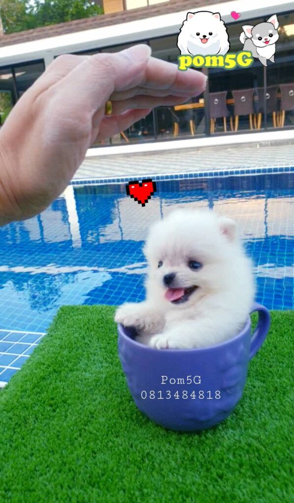 ขายหมาภูเก็ต,ขายสุนัขภูเก็ต,pom5g,dog5g,ขายปอมภูเก็ต,พอเมอเรเนียน,ขายพอเมอเรเนียน,ฟาร์มพอเมอเรเนียน,ปอม,ยอร์คเชียร์,ชิวาว่า,หน้าหมี,ทีคัพ,teacup,ปอมเมอเรเนียน,Pomeranian phuket,ฟาร์มปอม,ฟาร์มสุนัขภูเก็ต,ฟาร์มชิวาว่า,คอกสุนัขภูเก็ต,ฟาร์มแมวภูเก็ต,Dog farm,Dog farm phuket,มอลทีส,Maltese,Siberian husky,ไซบีเรียนฮัสกี,แมวเปอร์เชียร์,Persian cat,ลาบราดอร์,Labrador Retriever,dog5G,แมวขาว,ชิสุห์,Shih Tzu,Golden retriever,Yorkshire,ยอร์คเชียร์,Siberian,ปอมหน้าหมีทีคัพ,Chihuahua,ไซบีเรียนฮัสกี,ปอมภูเก็ต,dogcatsale,ชิวาว่าภูเก็ต