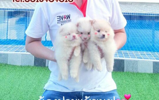 ขายหมาภูเก็ต,ขายปอมภูเก็ต,ปอมหน้าหมีทีคัพ,pomeranian phuket,บ้านปอมภูเก็ต,ขายหมาดอทคอม,ปอมขาวสำลีทีคัพ,ปอมขาวสำลีTcup,ขายหมา.com,pom5G,dog5G,พอเมอเรเนียน,ปอมเมอเรเนียนภูเก็ต,ยอร์คเชียร์ภูเก็ต,ยอร์คเชียร์เทอร์เรียภูเก็ต,เชียร์เทอร์เรีย,หมาปอมภูเก็ต,ชิวาว่า,บ้านชิวาว่ามชิวาว่าภูเก็ต,Chiwawa phuket,Chiwawa,ยอร์คเชียร์บีเว่อร์,Yorkshire,SupermeEbonyBlack,บีเวอร์ยอร์คเชียร์,บีเวอร์ เทอร์เรีย,Biewer Terrier,Biewer Yorkshire