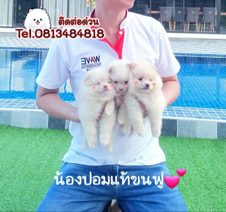 ขายหมาภูเก็ต,ขายปอมภูเก็ต,ปอมหน้าหมีทีคัพ,pomeranian phuket,บ้านปอมภูเก็ต,ขายหมาดอทคอม,ปอมขาวสำลีทีคัพ,ปอมขาวสำลีTcup,ขายหมา.com,pom5G,dog5G,พอเมอเรเนียน,ปอมเมอเรเนียนภูเก็ต,ยอร์คเชียร์ภูเก็ต,ยอร์คเชียร์เทอร์เรียภูเก็ต,เชียร์เทอร์เรีย,หมาปอมภูเก็ต,ชิวาว่า,บ้านชิวาว่ามชิวาว่าภูเก็ต,Chiwawa phuket,Chiwawa,ยอร์คเชียร์บีเว่อร์,Yorkshire,SupermeEbonyBlack,บีเวอร์ยอร์คเชียร์,บีเวอร์ เทอร์เรีย,Biewer Terrier,Biewer Yorkshire