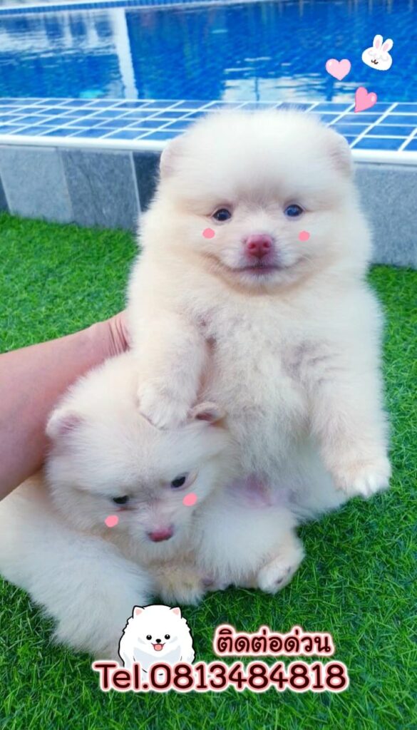 ขายหมาภูเก็ต,ขายปอมภูเก็ต,ปอมหน้าหมีทีคัพ,pomeranian phuket,บ้านปอมภูเก็ต,ขายหมาดอทคอม,ปอมขาวสำลีทีคัพ,ปอมขาวสำลีTcup,ขายหมา.com,pom5G,dog5G,พอเมอเรเนียน,ปอมเมอเรเนียนภูเก็ต,ยอร์คเชียร์ภูเก็ต,ยอร์คเชียร์เทอร์เรียภูเก็ต,เชียร์เทอร์เรีย,หมาปอมภูเก็ต,ชิวาว่า,บ้านชิวาว่ามชิวาว่าภูเก็ต,Chiwawa phuket,Chiwawa,ยอร์คเชียร์บีเว่อร์,Yorkshire,SupermeEbonyBlack,บีเวอร์ยอร์คเชียร์,บีเวอร์ เทอร์เรีย,Biewer Terrier,Biewer Yorkshire