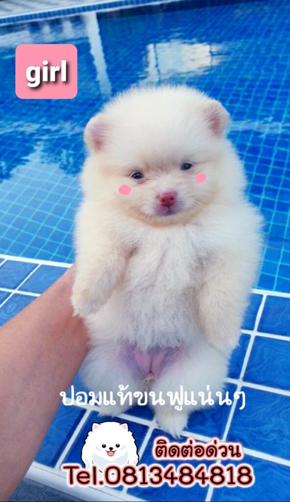 ขายหมาภูเก็ต,ขายปอมภูเก็ต,ปอมหน้าหมีทีคัพ,pomeranian phuket,บ้านปอมภูเก็ต,ขายหมาดอทคอม,ปอมขาวสำลีทีคัพ,ปอมขาวสำลีTcup,ขายหมา.com,pom5G,dog5G,พอเมอเรเนียน,ปอมเมอเรเนียนภูเก็ต,ยอร์คเชียร์ภูเก็ต,ยอร์คเชียร์เทอร์เรียภูเก็ต,เชียร์เทอร์เรีย,หมาปอมภูเก็ต,ชิวาว่า,บ้านชิวาว่ามชิวาว่าภูเก็ต,Chiwawa phuket,Chiwawa,ยอร์คเชียร์บีเว่อร์,Yorkshire,SupermeEbonyBlack,บีเวอร์ยอร์คเชียร์,บีเวอร์ เทอร์เรีย,Biewer Terrier,Biewer Yorkshire