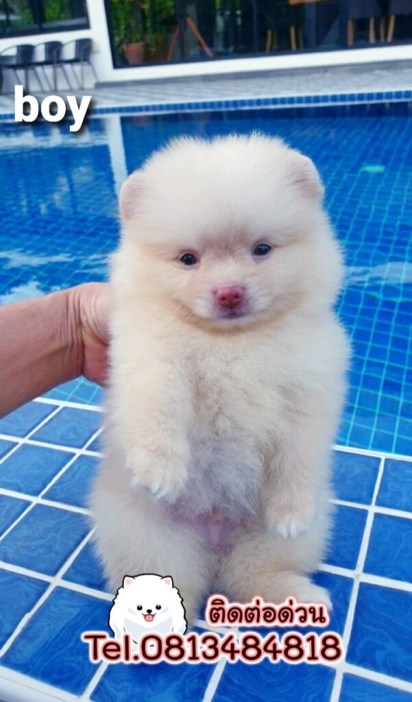 ขายหมาภูเก็ต,ขายปอมภูเก็ต,ปอมหน้าหมีทีคัพ,pomeranian phuket,บ้านปอมภูเก็ต,ขายหมาดอทคอม,ปอมขาวสำลีทีคัพ,ปอมขาวสำลีTcup,ขายหมา.com,pom5G,dog5G,พอเมอเรเนียน,ปอมเมอเรเนียนภูเก็ต,ยอร์คเชียร์ภูเก็ต,ยอร์คเชียร์เทอร์เรียภูเก็ต,เชียร์เทอร์เรีย,หมาปอมภูเก็ต,ชิวาว่า,บ้านชิวาว่ามชิวาว่าภูเก็ต,Chiwawa phuket,Chiwawa,ยอร์คเชียร์บีเว่อร์,Yorkshire,SupermeEbonyBlack,บีเวอร์ยอร์คเชียร์,บีเวอร์ เทอร์เรีย,Biewer Terrier,Biewer Yorkshire