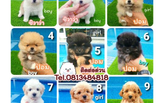 ขายหมาภูเก็ต,ขายปอมภูเก็ต,ฟาร์มหมาภูเก็ต,ปอมหน้าหมีทีคัพ,pomeranian phuket,บ้านปอมภูเก็ต,ขายหมาดอทคอม,ปอมขาวสำลีทีคัพ,ปอมขาวสำลีTcup,ขายหมา.com,pom5G,dog5G,พอเมอเรเนียน,ปอมเมอเรเนียนภูเก็ต,ยอร์คเชียร์ภูเก็ต,ยอร์คเชียร์เทอร์เรียภูเก็ต,เชียร์เทอร์เรีย,หมาปอมภูเก็ต,ชิวาว่า,บ้านชิวาว่ามชิวาว่าภูเก็ต,Chiwawa phuket,Chiwawa,ยอร์คเชียร์บีเว่อร์,Yorkshire,SupermeEbonyBlack,บีเวอร์ยอร์คเชียร์,บีเวอร์ เทอร์เรีย,Biewer Terrier,Biewer Yorkshire