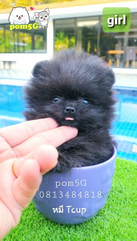 ขายหมาภูเก็ต,ปอมเมอเรเนียน,ขายปอมภูเก็ต,ฟาร์มหมาภูเก็ต,pomeranianpuppy,ปอมหน้าหมีทีคัพ,pomeranian phuket,บ้านปอมภูเก็ต,ขายหมาดอทคอม,ปอมขาวสำลีทีคัพ,ปอมขาวสำลีTcup,ขายหมา.com,pom5G,dog5G,พอเมอเรเนียน,ปอมเมอเรเนียนภูเก็ต,ยอร์คเชียร์ภูเก็ต,ยอร์คเชียร์เทอร์เรียภูเก็ต,เชียร์เทอร์เรีย,หมาปอมภูเก็ต,ชิวาว่า,บ้านชิวาว่ามชิวาว่าภูเก็ต,Chiwawa phuket,Chiwawa,ยอร์คเชียร์บีเว่อร์,Yorkshire,SupermeEbonyBlack,บีเวอร์ยอร์คเชียร์,บีเวอร์ เทอร์เรีย,Biewer Terrier,Biewer Yorkshire