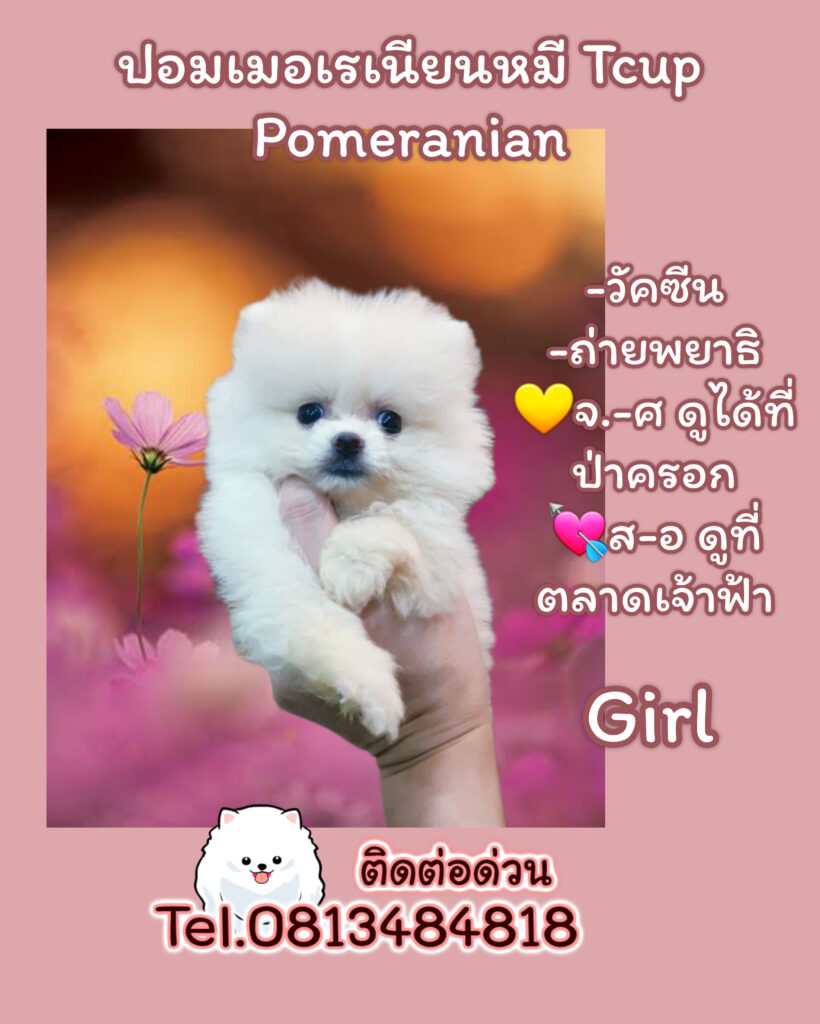 ขายหมาภูเก็ต,ปอมเมอเรเนียน,ขายปอมภูเก็ต,ฟาร์มหมาภูเก็ต,pomeranianpuppy,ปอมหน้าหมีทีคัพ,pomeranian phuket,บ้านปอมภูเก็ต,ขายหมาดอทคอม,ปอมขาวสำลีทีคัพ,ปอมขาวสำลีTcup,ขายหมา.com,pom5G,dog5G,พอเมอเรเนียน,ปอมเมอเรเนียนภูเก็ต,ยอร์คเชียร์ภูเก็ต,ยอร์คเชียร์เทอร์เรียภูเก็ต,เชียร์เทอร์เรีย,หมาปอมภูเก็ต,ชิวาว่า,บ้านชิวาว่ามชิวาว่าภูเก็ต,Chiwawa phuket,Chiwawa,ยอร์คเชียร์บีเว่อร์,Yorkshire,SupermeEbonyBlack,บีเวอร์ยอร์คเชียร์,บีเวอร์ เทอร์เรีย,Biewer Terrier,Biewer Yorkshire