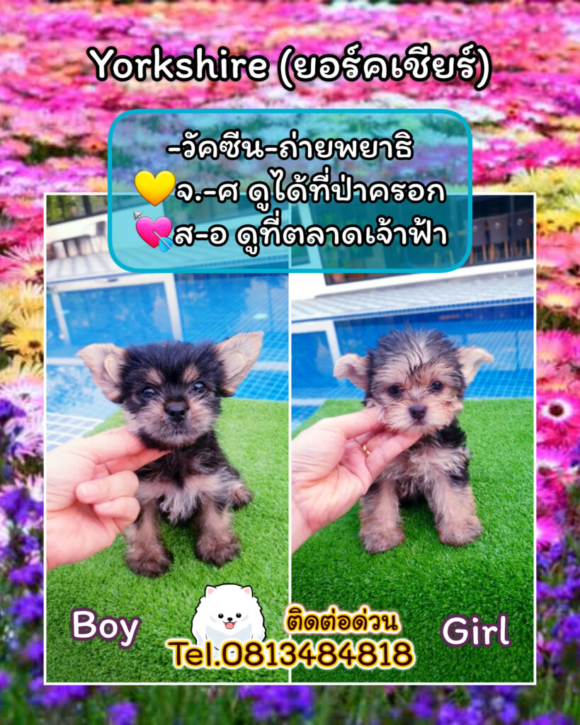 ขายหมาภูเก็ต,ปอมเมอเรเนียน,ขายปอมภูเก็ต,ฟาร์มหมาภูเก็ต,pomeranianpuppy,ปอมหน้าหมีทีคัพ,pomeranian phuket,บ้านปอมภูเก็ต,ขายหมาดอทคอม,ปอมขาวสำลีทีคัพ,ปอมขาวสำลีTcup,ขายหมา.com,pom5G,dog5G,พอเมอเรเนียน,ปอมเมอเรเนียนภูเก็ต,ยอร์คเชียร์ภูเก็ต,ยอร์คเชียร์เทอร์เรียภูเก็ต,เชียร์เทอร์เรีย,หมาปอมภูเก็ต,ชิวาว่า,บ้านชิวาว่ามชิวาว่าภูเก็ต,Chiwawa phuket,Chiwawa,ยอร์คเชียร์บีเว่อร์,Yorkshire,SupermeEbonyBlack,บีเวอร์ยอร์คเชียร์,บีเวอร์ เทอร์เรีย,Biewer Terrier,Biewer Yorkshire
