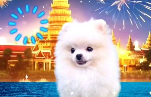 ขายหมาภูเก็ต,ปอมเมอเรเนียน,ขายปอมภูเก็ต,ฟาร์มหมาภูเก็ต,pomeranianpuppy,ปอมหน้าหมีทีคัพ,pomeranian phuket,บ้านปอมภูเก็ต,ขายหมาดอทคอม,ปอมขาวสำลีทีคัพ,ปอมขาวสำลีTcup,ขายหมา.com,pom5G,dog5G,พอเมอเรเนียน,ปอมเมอเรเนียนภูเก็ต,ยอร์คเชียร์ภูเก็ต,ยอร์คเชียร์เทอร์เรียภูเก็ต,เชียร์เทอร์เรีย,หมาปอมภูเก็ต,ชิวาว่า,บ้านชิวาว่ามชิวาว่าภูเก็ต,Chiwawa phuket,Chiwawa,ยอร์คเชียร์บีเว่อร์,Yorkshire,SupermeEbonyBlack,บีเวอร์ยอร์คเชียร์,บีเวอร์ เทอร์เรีย,Biewer Terrier,Biewer Yorkshire