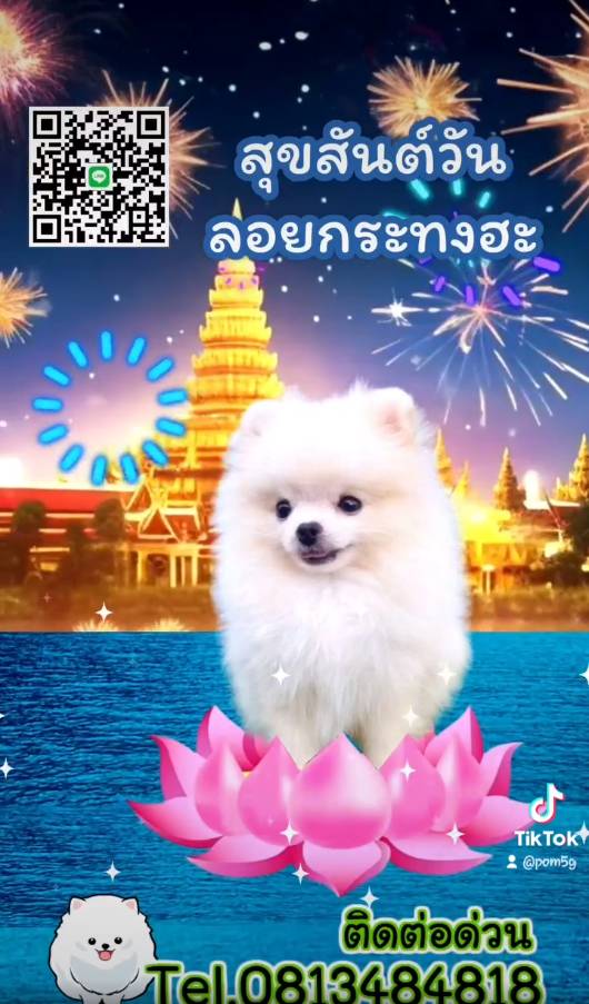 ขายหมาภูเก็ต,ปอมเมอเรเนียน,ขายปอมภูเก็ต,ฟาร์มหมาภูเก็ต,pomeranianpuppy,ปอมหน้าหมีทีคัพ,pomeranian phuket,บ้านปอมภูเก็ต,ขายหมาดอทคอม,ปอมขาวสำลีทีคัพ,ปอมขาวสำลีTcup,ขายหมา.com,pom5G,dog5G,พอเมอเรเนียน,ปอมเมอเรเนียนภูเก็ต,ยอร์คเชียร์ภูเก็ต,ยอร์คเชียร์เทอร์เรียภูเก็ต,เชียร์เทอร์เรีย,หมาปอมภูเก็ต,ชิวาว่า,บ้านชิวาว่ามชิวาว่าภูเก็ต,Chiwawa phuket,Chiwawa,ยอร์คเชียร์บีเว่อร์,Yorkshire,SupermeEbonyBlack,บีเวอร์ยอร์คเชียร์,บีเวอร์ เทอร์เรีย,Biewer Terrier,Biewer Yorkshire