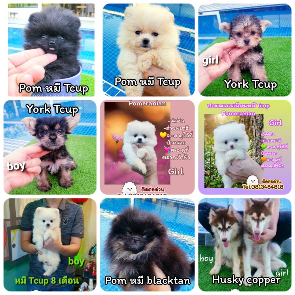 ขายหมาภูเก็ต,ปอมเมอเรเนียน,ขายปอมภูเก็ต,ฟาร์มหมาภูเก็ต,pomeranianpuppy,ปอมหน้าหมีทีคัพ,pomeranian phuket,บ้านปอมภูเก็ต,ขายหมาดอทคอม,ปอมขาวสำลีทีคัพ,ปอมขาวสำลีTcup,ขายหมา.com,pom5G,dog5G,พอเมอเรเนียน,ปอมเมอเรเนียนภูเก็ต,ยอร์คเชียร์ภูเก็ต,ยอร์คเชียร์เทอร์เรียภูเก็ต,เชียร์เทอร์เรีย,หมาปอมภูเก็ต,ชิวาว่า,บ้านชิวาว่ามชิวาว่าภูเก็ต,Chiwawa phuket,Chiwawa,ยอร์คเชียร์บีเว่อร์,Yorkshire,SupermeEbonyBlack,บีเวอร์ยอร์คเชียร์,บีเวอร์ เทอร์เรีย,Biewer Terrier,Biewer Yorkshire