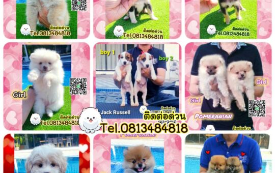 ขายหมาภูเก็ต,ขายสุนัขภูเก็ต,pom5g,dog5g,ขายปอมภูเก็ต,พอเมอเรเนียน,ขายพอเมอเรเนียน,ฟาร์มพอเมอเรเนียน,ปอม,ยอร์คเชียร์,ชิวาว่า,หน้าหมี,ทีคัพ,teacup,ปอมเมอเรเนียน,Pomeranian phuket,ฟาร์มปอม,ฟาร์มสุนัขภูเก็ต,ฟาร์มชิวาว่า,คอกสุนัขภูเก็ต,ฟาร์มแมวภูเก็ต,Dog farm,Dog farm phuket,มอลทีส,Maltese,Siberian husky,ไซบีเรียนฮัสกี,แมวเปอร์เชียร์,Persian cat,ลาบราดอร์,Labrador Retriever,dog5G,แมวขาว,ชิสุห์,Shih Tzu,Golden retriever,Yorkshire,ยอร์คเชียร์,Siberian,ปอมหน้าหมีทีคัพ,Chihuahua,ไซบีเรียนฮัสกี,ปอมภูเก็ต,dogcatsale,ชิวาว่าภูเก็ต