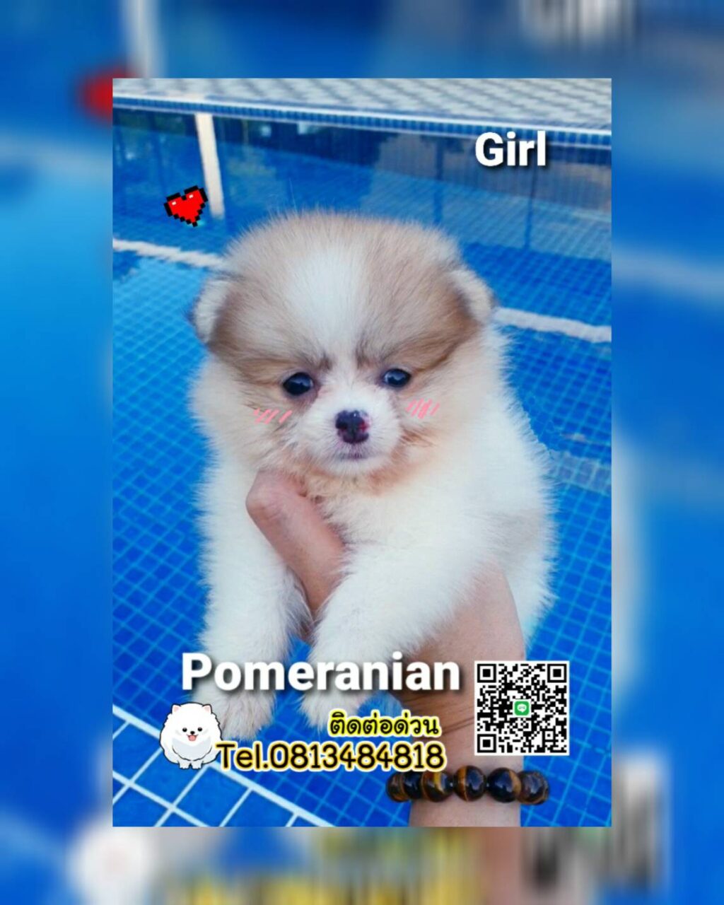 ขายปอมทีคัพถูก,ขายPom fancyราคาถูก,ขายปอมTcup,ขายหมาภูเก็ต,ขายสุนัขภูเก็ต,pom5g,dog5g,ขายปอมภูเก็ต,พอเมอเรเนียน,ขายพอเมอเรเนียน,ฟาร์มพอเมอเรเนียน,ปอม,ยอร์คเชียร์,ชิวาว่า,หน้าหมี,ทีคัพ,teacup,ปอมเมอเรเนียน,Pomeranian phuket,ฟาร์มปอม,ฟาร์มสุนัขภูเก็ต,ฟาร์มชิวาว่า,คอกสุนัขภูเก็ต,ฟาร์มแมวภูเก็ต,Dog farm,Dog farm phuket,มอลทีส,Maltese,Siberian husky,ไซบีเรียนฮัสกี,แมวเปอร์เชียร์,Persian cat,ลาบราดอร์,Labrador Retriever,dog5G,แมวขาว,ชิสุห์,Shih Tzu,Golden retriever,Yorkshire,ยอร์คเชียร์,Siberian,ปอมหน้าหมีทีคัพ,Chihuahua,ไซบีเรียนฮัสกี,ปอมภูเก็ต,dogcatsale,ชิวาว่าภูเก็ต