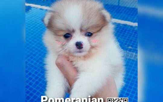 ขายปอมทีคัพถูก,ขายPom fancyราคาถูก,ขายปอมTcup,ขายหมาภูเก็ต,ขายสุนัขภูเก็ต,pom5g,dog5g,ขายปอมภูเก็ต,พอเมอเรเนียน,ขายพอเมอเรเนียน,ฟาร์มพอเมอเรเนียน,ปอม,ยอร์คเชียร์,ชิวาว่า,หน้าหมี,ทีคัพ,teacup,ปอมเมอเรเนียน,Pomeranian phuket,ฟาร์มปอม,ฟาร์มสุนัขภูเก็ต,ฟาร์มชิวาว่า,คอกสุนัขภูเก็ต,ฟาร์มแมวภูเก็ต,Dog farm,Dog farm phuket,มอลทีส,Maltese,Siberian husky,ไซบีเรียนฮัสกี,แมวเปอร์เชียร์,Persian cat,ลาบราดอร์,Labrador Retriever,dog5G,แมวขาว,ชิสุห์,Shih Tzu,Golden retriever,Yorkshire,ยอร์คเชียร์,Siberian,ปอมหน้าหมีทีคัพ,Chihuahua,ไซบีเรียนฮัสกี,ปอมภูเก็ต,dogcatsale,ชิวาว่าภูเก็ต