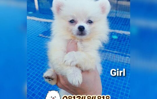 ขายปอมทีคัพถูก,ขายPom fancyราคาถูก,ขายปอมTcup,ขายหมาภูเก็ต,ขายสุนัขภูเก็ต,pom5g,dog5g,ขายปอมภูเก็ต,พอเมอเรเนียน,ขายพอเมอเรเนียน,ฟาร์มพอเมอเรเนียน,ปอม,ยอร์คเชียร์,ชิวาว่า,หน้าหมี,ทีคัพ,teacup,ปอมเมอเรเนียน,Pomeranian phuket,ฟาร์มปอม,ฟาร์มสุนัขภูเก็ต,ฟาร์มชิวาว่า,คอกสุนัขภูเก็ต,ฟาร์มแมวภูเก็ต,Dog farm,Dog farm phuket,มอลทีส,Maltese,Siberian husky,ไซบีเรียนฮัสกี,แมวเปอร์เชียร์,Persian cat,ลาบราดอร์,Labrador Retriever,dog5G,แมวขาว,ชิสุห์,Shih Tzu,Golden retriever,Yorkshire,ยอร์คเชียร์,Siberian,ปอมหน้าหมีทีคัพ,Chihuahua,ไซบีเรียนฮัสกี,ปอมภูเก็ต,dogcatsale,ชิวาว่าภูเก็ต