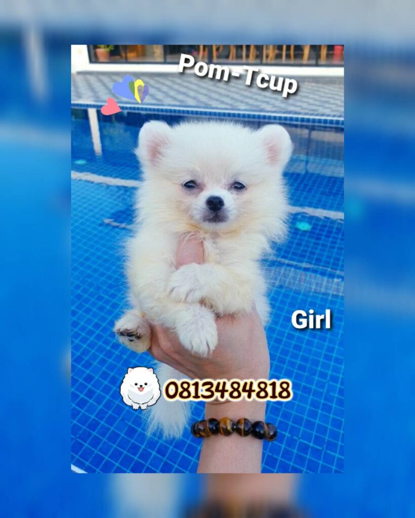 ขายปอมทีคัพถูก,ขายPom fancyราคาถูก,ขายปอมTcup,ขายหมาภูเก็ต,ขายสุนัขภูเก็ต,pom5g,dog5g,ขายปอมภูเก็ต,พอเมอเรเนียน,ขายพอเมอเรเนียน,ฟาร์มพอเมอเรเนียน,ปอม,ยอร์คเชียร์,ชิวาว่า,หน้าหมี,ทีคัพ,teacup,ปอมเมอเรเนียน,Pomeranian phuket,ฟาร์มปอม,ฟาร์มสุนัขภูเก็ต,ฟาร์มชิวาว่า,คอกสุนัขภูเก็ต,ฟาร์มแมวภูเก็ต,Dog farm,Dog farm phuket,มอลทีส,Maltese,Siberian husky,ไซบีเรียนฮัสกี,แมวเปอร์เชียร์,Persian cat,ลาบราดอร์,Labrador Retriever,dog5G,แมวขาว,ชิสุห์,Shih Tzu,Golden retriever,Yorkshire,ยอร์คเชียร์,Siberian,ปอมหน้าหมีทีคัพ,Chihuahua,ไซบีเรียนฮัสกี,ปอมภูเก็ต,dogcatsale,ชิวาว่าภูเก็ต