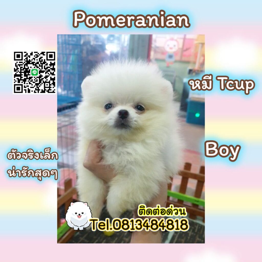 ขายหมาภูเก็ต,ขายสุนัขภูเก็ต,pom5g,dog5g,ขายปอมภูเก็ต,พอเมอเรเนียน,ขายพอเมอเรเนียน,ฟาร์มพอเมอเรเนียน,ปอม,ยอร์คเชียร์,ชิวาว่า,หน้าหมี,ทีคัพ,teacup,ปอมเมอเรเนียน,Pomeranian phuket,ฟาร์มปอม,ฟาร์มสุนัขภูเก็ต,ฟาร์มชิวาว่า,คอกสุนัขภูเก็ต,ฟาร์มแมวภูเก็ต,Dog farm,Dog farm phuket,มอลทีส,Maltese,Siberian husky,ไซบีเรียนฮัสกี,แมวเปอร์เชียร์,Persian cat,ลาบราดอร์,Labrador Retriever,dog5G,แมวขาว,ชิสุห์,Shih Tzu,Golden retriever,Yorkshire,ยอร์คเชียร์,Siberian,ปอมหน้าหมีทีคัพ,Chihuahua,ไซบีเรียนฮัสกี,ปอมภูเก็ต,dogcatsale,ชิวาว่าภูเก็ต