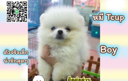 ขายหมาภูเก็ต,ขายสุนัขภูเก็ต,pom5g,dog5g,ขายปอมภูเก็ต,พอเมอเรเนียน,ขายพอเมอเรเนียน,ฟาร์มพอเมอเรเนียน,ปอม,ยอร์คเชียร์,ชิวาว่า,หน้าหมี,ทีคัพ,teacup,ปอมเมอเรเนียน,Pomeranian phuket,ฟาร์มปอม,ฟาร์มสุนัขภูเก็ต,ฟาร์มชิวาว่า,คอกสุนัขภูเก็ต,ฟาร์มแมวภูเก็ต,Dog farm,Dog farm phuket,มอลทีส,Maltese,Siberian husky,ไซบีเรียนฮัสกี,แมวเปอร์เชียร์,Persian cat,ลาบราดอร์,Labrador Retriever,dog5G,แมวขาว,ชิสุห์,Shih Tzu,Golden retriever,Yorkshire,ยอร์คเชียร์,Siberian,ปอมหน้าหมีทีคัพ,Chihuahua,ไซบีเรียนฮัสกี,ปอมภูเก็ต,dogcatsale,ชิวาว่าภูเก็ต