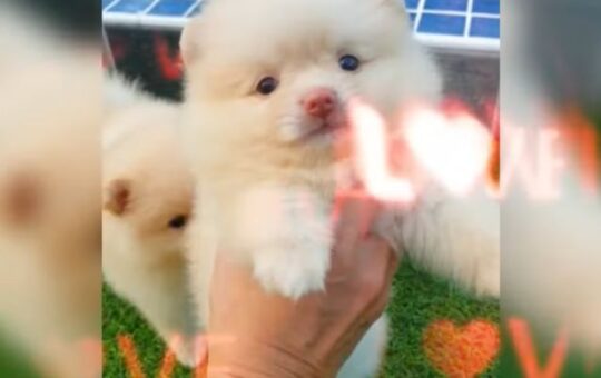 ขายปอมทีคัพถูก,ขายPom fancyราคาถูก,ขายปอมTcup,ขายหมาภูเก็ต,ขายสุนัขภูเก็ต,pom5g,dog5g,ขายปอมภูเก็ต,พอเมอเรเนียน,ขายพอเมอเรเนียน,ฟาร์มพอเมอเรเนียน,ปอม,ยอร์คเชียร์,ชิวาว่า,หน้าหมี,ทีคัพ,teacup,ปอมเมอเรเนียน,Pomeranian phuket,ฟาร์มปอม,ฟาร์มสุนัขภูเก็ต,ฟาร์มชิวาว่า,คอกสุนัขภูเก็ต,ฟาร์มแมวภูเก็ต,Dog farm,Dog farm phuket,มอลทีส,Maltese,Siberian husky,ไซบีเรียนฮัสกี,แมวเปอร์เชียร์,Persian cat,ลาบราดอร์,Labrador Retriever,dog5G,แมวขาว,ชิสุห์,Shih Tzu,Golden retriever,Yorkshire,ยอร์คเชียร์,Siberian,ปอมหน้าหมีทีคัพ,Chihuahua,ไซบีเรียนฮัสกี,ปอมภูเก็ต,dogcatsale,ชิวาว่าภูเก็ต