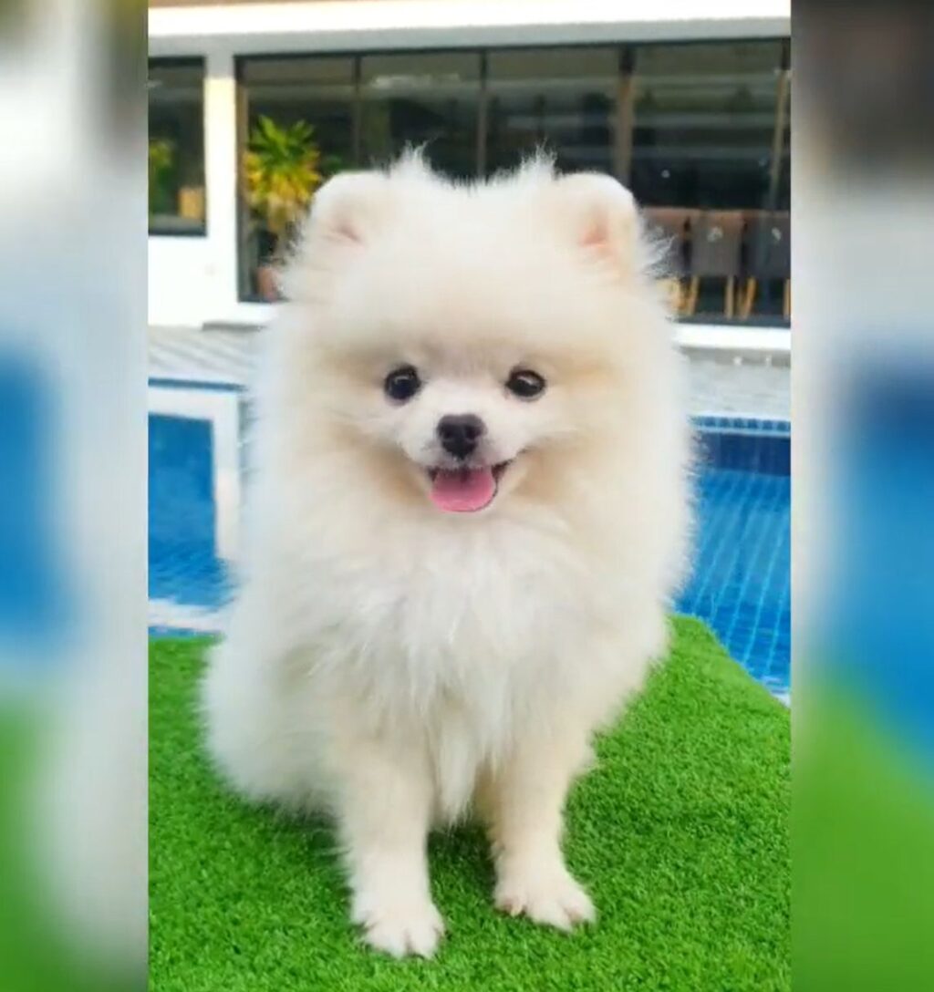 ขายหมาภูเก็ต,sale puppy phuket,puppy phuket,ขายปอมภูเก็ต,ขายปอมทีคัพถูก,ขายPom fancyราคาถูก,ขายปอมTcup,ขายสุนัขภูเก็ต,pom5g,dog5g,พอเมอเรเนียน,ขายพอเมอเรเนียน,ฟาร์มพอเมอเรเนียน,ปอม,ยอร์คเชียร์,ชิวาว่า,หน้าหมี,ทีคัพ,teacup,ปอมเมอเรเนียน,Pomeranian phuket,ฟาร์มปอม,ฟาร์มสุนัขภูเก็ต,ฟาร์มชิวาว่า,คอกสุนัขภูเก็ต,ฟาร์มแมวภูเก็ต,Dog farm,Dog farm phuket,มอลทีส,Maltese,Siberian husky,ไซบีเรียนฮัสกี,แมวเปอร์เชียร์,Persian cat,ลาบราดอร์,Labrador Retriever,dog5G,แมวขาว,ชิสุห์,Shih Tzu,Golden retriever,Yorkshire,ยอร์คเชียร์,Siberian,ปอมหน้าหมีทีคัพ,Chihuahua,ไซบีเรียนฮัสกี,ปอมภูเก็ต,dogcatsale,ชิวาว่าภูเก็ต