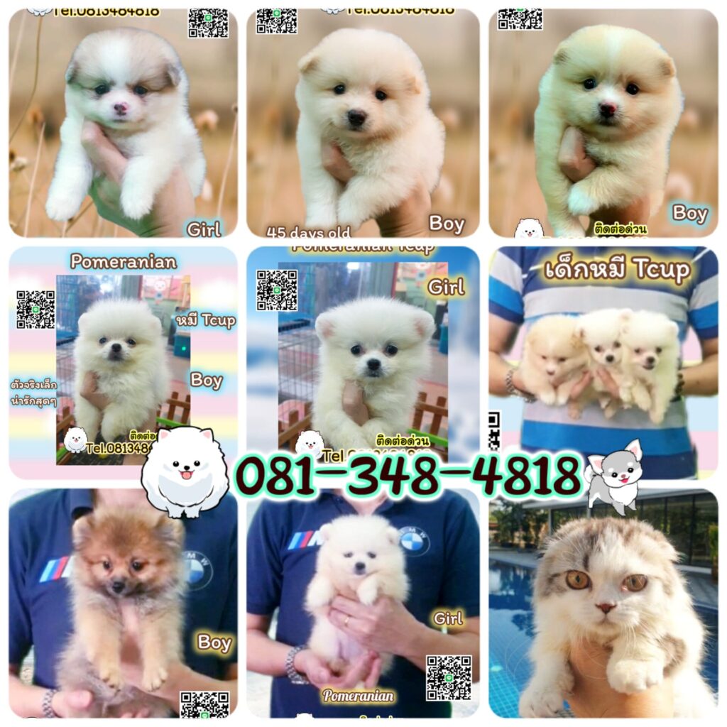 ขายปอมทีคัพถูก,sale puppy phuket,puppy phuket,ขายPom fancyราคาถูก,ขายปอมTcup,ขายหมาภูเก็ต,ขายสุนัขภูเก็ต,pom5g,dog5g,ขายปอมภูเก็ต,พอเมอเรเนียน,ขายพอเมอเรเนียน,ฟาร์มพอเมอเรเนียน,ปอม,ยอร์คเชียร์,ชิวาว่า,หน้าหมี,ทีคัพ,teacup,ปอมเมอเรเนียน,Pomeranian phuket,ฟาร์มปอม,ฟาร์มสุนัขภูเก็ต,ฟาร์มชิวาว่า,คอกสุนัขภูเก็ต,ฟาร์มแมวภูเก็ต,Dog farm,Dog farm phuket,มอลทีส,Maltese,Siberian husky,ไซบีเรียนฮัสกี,แมวเปอร์เชียร์,Persian cat,ลาบราดอร์,Labrador Retriever,dog5G,แมวขาว,ชิสุห์,Shih Tzu,Golden retriever,Yorkshire,ยอร์คเชียร์,Siberian,ปอมหน้าหมีทีคัพ,Chihuahua,ไซบีเรียนฮัสกี,ปอมภูเก็ต,dogcatsale,ชิวาว่าภูเก็ต