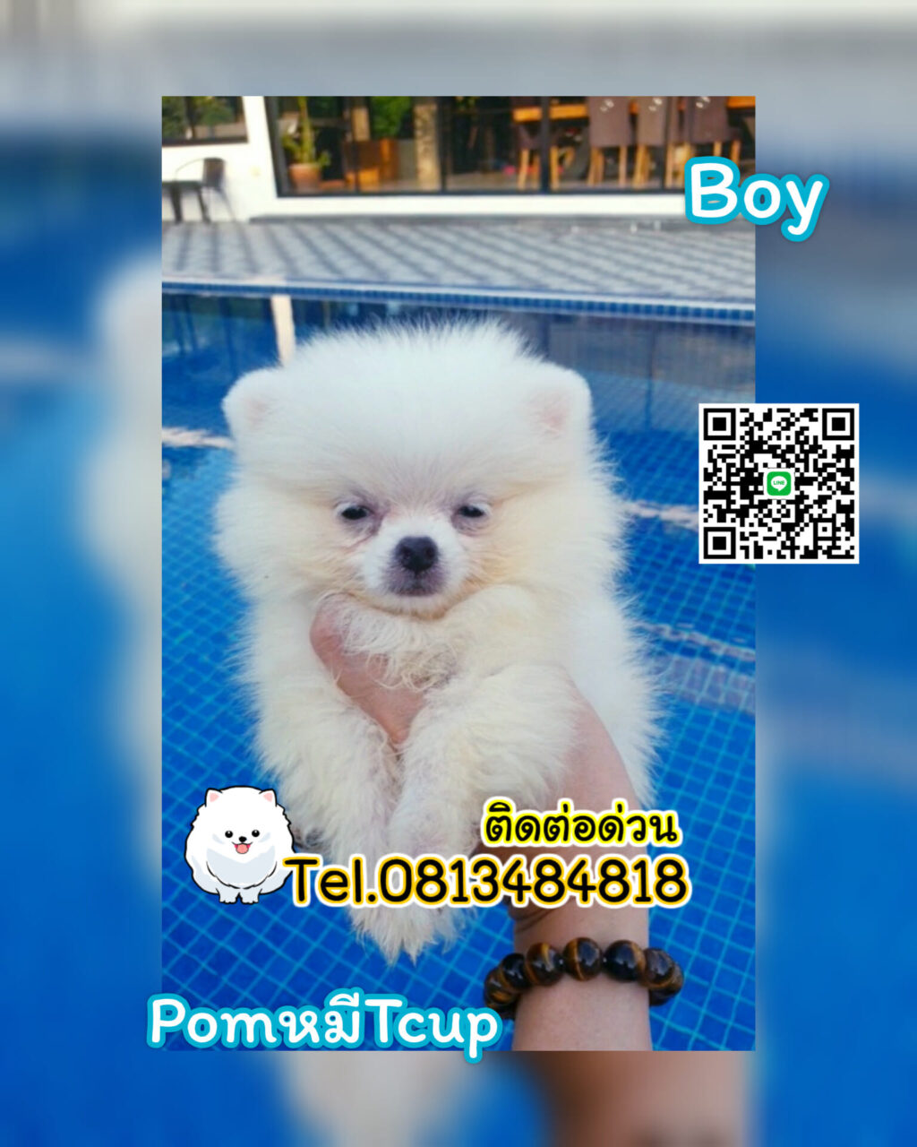 ขายหมาภูเก็ต,sale puppy phuket,puppy phuket,ขายปอมภูเก็ต,ขายปอมทีคัพถูก,ขายPom fancyราคาถูก,ขายปอมTcup,ขายสุนัขภูเก็ต,pom5g,dog5g,พอเมอเรเนียน,ขายพอเมอเรเนียน,ฟาร์มพอเมอเรเนียน,ปอม,ยอร์คเชียร์,ชิวาว่า,หน้าหมี,ทีคัพ,teacup,ปอมเมอเรเนียน,Pomeranian phuket,ฟาร์มปอม,ฟาร์มสุนัขภูเก็ต,ฟาร์มชิวาว่า,คอกสุนัขภูเก็ต,ฟาร์มแมวภูเก็ต,Dog farm,Dog farm phuket,มอลทีส,Maltese,Siberian husky,ไซบีเรียนฮัสกี,แมวเปอร์เชียร์,Persian cat,ลาบราดอร์,Labrador Retriever,dog5G,แมวขาว,ชิสุห์,Shih Tzu,Golden retriever,Yorkshire,ยอร์คเชียร์,Siberian,ปอมหน้าหมีทีคัพ,Chihuahua,ไซบีเรียนฮัสกี,ปอมภูเก็ต,dogcatsale,ชิวาว่าภูเก็ต