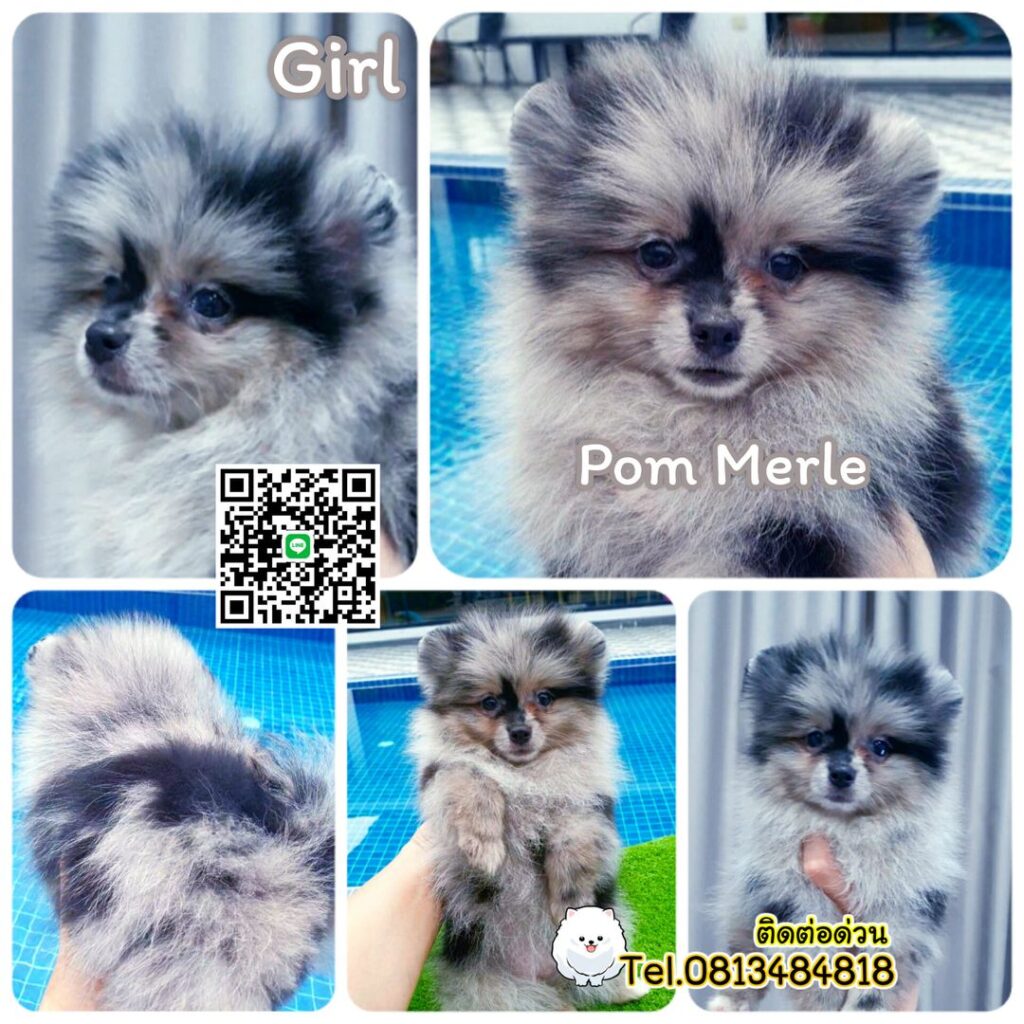 ขายหมาภูเก็ต,sale puppy phuket,puppy phuket,ปอมหมีสีเมอร์เล่,Pom Merle,Merle Pom,ปอมสีหินอ่อน,ขายปอมภูเก็ต,ขายปอมทีคัพถูก,ขายPom fancyราคาถูก,ขายปอมTcup,ขายสุนัขภูเก็ต,pom5g,dog5g,พอเมอเรเนียน,ขายพอเมอเรเนียน,ฟาร์มพอเมอเรเนียน,ปอม,ยอร์คเชียร์,ชิวาว่า,หน้าหมี,ทีคัพ,teacup,ปอมเมอเรเนียน,Pomeranian phuket,ฟาร์มปอม,ฟาร์มสุนัขภูเก็ต,ฟาร์มชิวาว่า,คอกสุนัขภูเก็ต,ฟาร์มแมวภูเก็ต,Dog farm,Dog farm phuket,มอลทีส,Maltese,Siberian husky,ไซบีเรียนฮัสกี,แมวเปอร์เชียร์,Persian cat,ลาบราดอร์,Labrador Retriever,dog5G,แมวขาว,ชิสุห์,Shih Tzu,Golden retriever,Yorkshire,ยอร์คเชียร์,Siberian,ปอมหน้าหมีทีคัพ,Chihuahua,ไซบีเรียนฮัสกี,ปอมภูเก็ต,dogcatsale,ชิวาว่าภูเก็ต