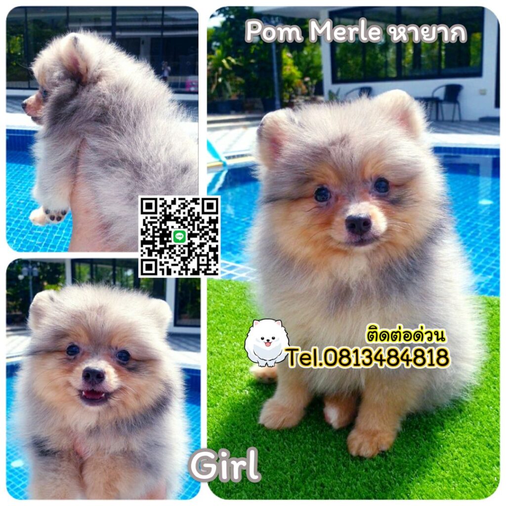 ขายหมาภูเก็ต,sale puppy phuket,puppy phuket,ปอมหมีสีเมอร์เล่,Pom Merle,Merle Pom,ปอมสีหินอ่อน,ขายปอมภูเก็ต,ขายปอมทีคัพถูก,ขายPom fancyราคาถูก,ขายปอมTcup,ขายสุนัขภูเก็ต,pom5g,dog5g,พอเมอเรเนียน,ขายพอเมอเรเนียน,ฟาร์มพอเมอเรเนียน,ปอม,ยอร์คเชียร์,ชิวาว่า,หน้าหมี,ทีคัพ,teacup,ปอมเมอเรเนียน,Pomeranian phuket,ฟาร์มปอม,ฟาร์มสุนัขภูเก็ต,ฟาร์มชิวาว่า,คอกสุนัขภูเก็ต,ฟาร์มแมวภูเก็ต,Dog farm,Dog farm phuket,มอลทีส,Maltese,Siberian husky,ไซบีเรียนฮัสกี,แมวเปอร์เชียร์,Persian cat,ลาบราดอร์,Labrador Retriever,dog5G,แมวขาว,ชิสุห์,Shih Tzu,Golden retriever,Yorkshire,ยอร์คเชียร์,Siberian,ปอมหน้าหมีทีคัพ,Chihuahua,ไซบีเรียนฮัสกี,ปอมภูเก็ต,dogcatsale,ชิวาว่าภูเก็ต